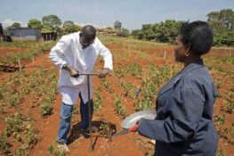 Soil samples from the trial fields prove increased fertility for organically managed fields (Photo: Peter Lüthi, Biovision).