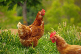 Happy organic chickens: Organic products are particularly popular when it comes to eggs.