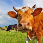 Meat and milk from animals that do not feed on concentrated feed contain higher levels of fatty acids.