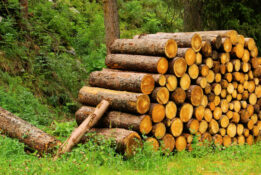 Wood as a resource: The renewable raw material could replace petroleum in the production of chemicals in the future.