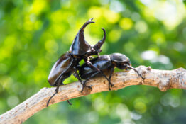 For example, the stag beetle: it prefers habitats that have become rare in Switzerland. (depositphotos)