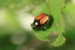 Will pests in fruit, wine and arable farming cause more losses in the future? These and other questions are the focus of the NCCS.