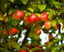 In futuro, la produzione di frutta dovrebbe accontentarsi di meno pesticidi.