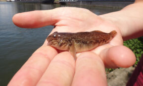 Die Schwarzmundgrundel hat den Rhein bereits stark besiedelt, in Basel macht sie bereits rund 70 % des Fischfangs aus. Die Fische bilden hohe Dichten und sind sowohl als Nahrungs- als auch Raumkonkurrenten und Räuber erfolgreich. (Bild: Philipp Hirsch)