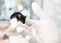 In animal experiments, mainly mice and rats are used in Switzerland.