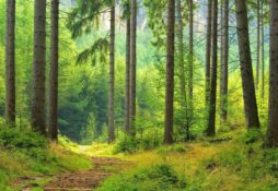 Der Bund will den Wald vor invasiven Arten und dem Klimawandel schützen